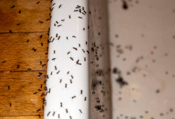 Best Pest Removal Services  in Eagle Point, AL